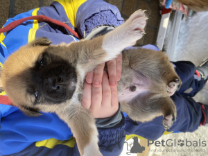 Zdjęcie №1. pies nierasowy - na sprzedaż w Ryazan | 396zł | Zapowiedź №89318