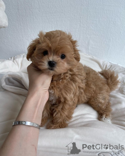 Dodatkowe zdjęcia: maltipoo