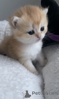 Zdjęcie №4. Sprzedam kot brytyjski krótkowłosy w Praga. od żłobka, hodowca - cena - 3827zł