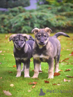 Zdjęcie №4. Sprzedam pies nierasowy w Moskova. prywatne ogłoszenie - cena - Bezpłatny