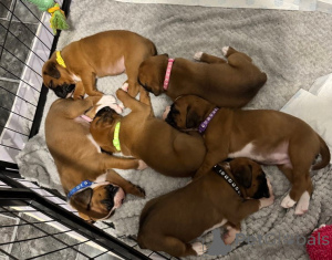 Zdjęcie №1. pies nierasowy - na sprzedaż w Vienna | 1196zł | Zapowiedź №137195