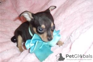 Dodatkowe zdjęcia: Urocze szczenięta Chihuahua do bezpłatnej adopcji