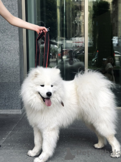 Zdjęcie №2 do zapowiedźy № 143130 na sprzedaż  samojed (rasa psa) - wkupić się Gruzja prywatne ogłoszenie