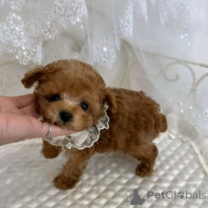 Zdjęcie №2 do zapowiedźy № 138640 na sprzedaż   - wkupić się USA hodowca