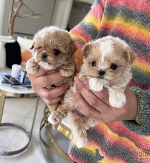 Zdjęcie №2 do zapowiedźy № 138678 na sprzedaż  pudel (zabawka) - wkupić się Australia prywatne ogłoszenie