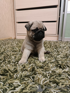 Zdjęcie №3. Szczenięta mopsów. Mołdawia