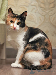 Zdjęcie №1.  - na sprzedaż w Moskova | Bezpłatny | Zapowiedź № 159020