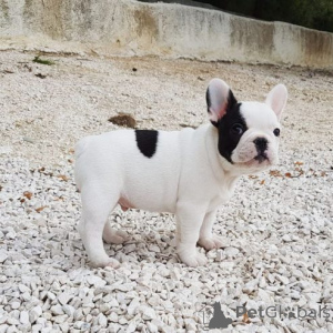 Zdjęcie №1. buldog francuski - na sprzedaż w Aurich | negocjowane | Zapowiedź №169601