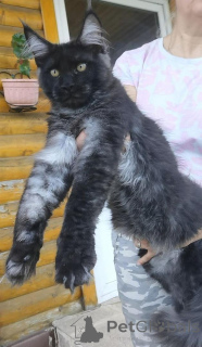 Zdjęcie №2 do zapowiedźy № 125769 na sprzedaż  maine coon - wkupić się Finlandia hodowca