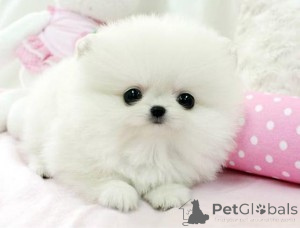 Zdjęcie №1.  - na sprzedaż w Toronto | 2780zł | Zapowiedź №164603