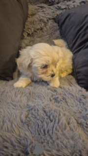 Zdjęcie №1. bichon frise - na sprzedaż w Zasenhaim | 2774zł | Zapowiedź №175107