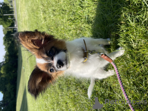 Dodatkowe zdjęcia: PAPILLON. Contynentalny Toy Spaniel.FCI