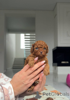 Zdjęcie №1. pudel (zabawka) - na sprzedaż w Floryda | negocjowane | Zapowiedź №159003