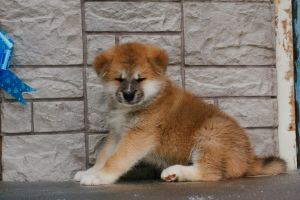 Zdjęcie №2 do zapowiedźy № 3967 na sprzedaż  akita (rasa psa) - wkupić się Federacja Rosyjska prywatne ogłoszenie