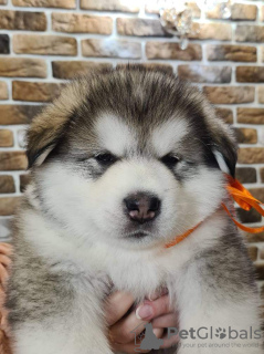 Zdjęcie №2 do zapowiedźy № 33351 na sprzedaż  alaskan malamute - wkupić się Białoruś od żłobka, hodowca