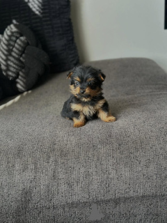 Zdjęcie №1. yorkshire terrier - na sprzedaż w Chania | 1196zł | Zapowiedź №175582