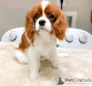 Zdjęcie №1. cavalier king charles spaniel - na sprzedaż w Helsinki | 1674zł | Zapowiedź №113000