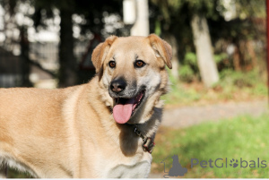 Zdjęcie №1. pies nierasowy - na sprzedaż w Rzeka Moskwa | Bezpłatny | Zapowiedź №138782