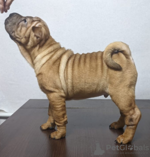 Zdjęcie №4. Sprzedam shar pei w Kaługa. prywatne ogłoszenie - cena - negocjowane