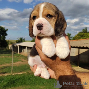 Dodatkowe zdjęcia: szczenięta rasy beagle