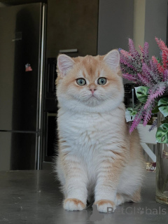 Zdjęcie №3. Kocięta szynszyli Najbardziej efektowne koty, jakie możesz zabrać do domu. Niemcy