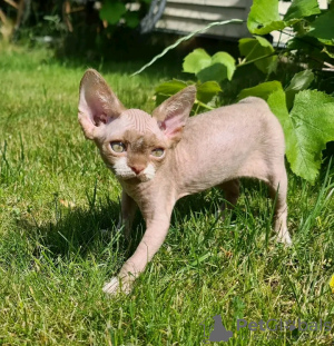 Zdjęcie №2 do zapowiedźy № 118430 na sprzedaż  devon rex - wkupić się Finlandia prywatne ogłoszenie, hodowca