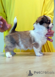 Zdjęcie №2 do zapowiedźy № 161438 na sprzedaż  chihuahua (rasa psów) - wkupić się Australia 