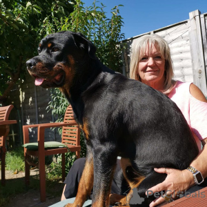 Zdjęcie №1.  - na sprzedaż w Barvenkovo | negocjowane | Zapowiedź №163411