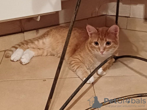 Zdjęcie №2 do zapowiedźy № 114818 na sprzedaż   - wkupić się Federacja Rosyjska prywatne ogłoszenie