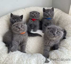 Zdjęcie №2 do zapowiedźy № 173031 na sprzedaż  scottish fold - wkupić się Włochy 