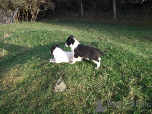 Zdjęcie №2 do zapowiedźy № 132170 na sprzedaż   - wkupić się Szwajcaria 