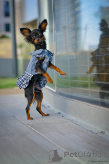 Zdjęcie №4. Sprzedam rosyjski toy w HAIFA. od żłobka - cena - 8341zł