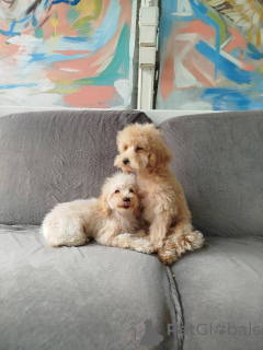 Zdjęcie №4. Sprzedam pudel (krasnolud) w Kragujevac.  - cena - 1913zł