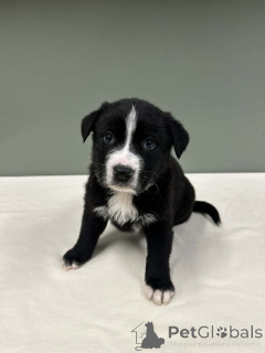 Zdjęcie №4. Sprzedam border collie w Warszawa.  - cena - negocjowane