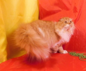 Dodatkowe zdjęcia: Czerwony słoneczny kot Highland Fold