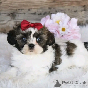 Zdjęcie №1. shih tzu - na sprzedaż w Berlin | 2392zł | Zapowiedź №136406