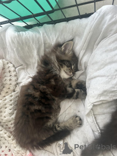 Zdjęcie №2 do zapowiedźy № 145307 na sprzedaż  maine coon - wkupić się Niemcy prywatne ogłoszenie