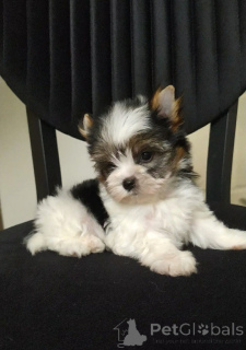 Zdjęcie №2 do zapowiedźy № 159181 na sprzedaż  yorkshire terrier biewer - wkupić się Turcja hodowca