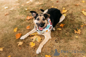 Zdjęcie №4. Sprzedam pies nierasowy w Rzeka Moskwa.  - cena - Bezpłatny