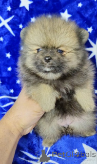 Zdjęcie №2 do zapowiedźy № 138546 na sprzedaż   - wkupić się Serbia 