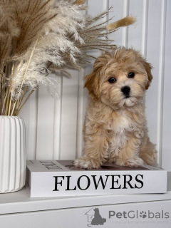 Zdjęcie №4. Sprzedam maltipu w Ilili. prywatne ogłoszenie, od żłobka, ze schronu, hodowca - cena - negocjowane