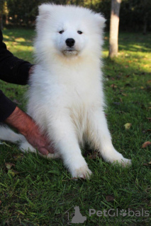 Dodatkowe zdjęcia: Samojed piękny szczeniak