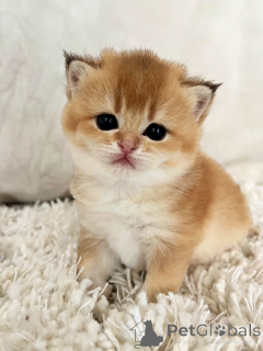 Zdjęcie №3. Urocze szkockie Knicks do rezerwacji. Francja