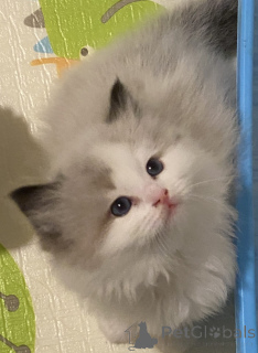 Zdjęcie №2 do zapowiedźy № 151111 na sprzedaż  ragdoll - wkupić się Nowa Zelandia hodowca