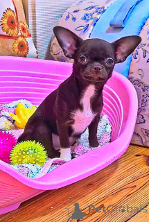 Zdjęcie №3. Czekoladowa dziewczynka Chihuahua G/S Szczepiona dwukrotnie. Zęby 6x6.. Białoruś