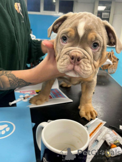 Zdjęcie №3. Olde Tyme Bulldoggen Zu Verkaufen. Niemcy