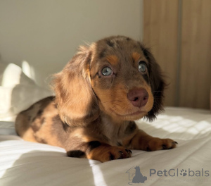 Zdjęcie №3. szczenięta jamnika do adopcji. Polska