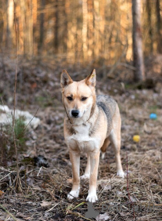 Zdjęcie №2 do zapowiedźy № 138986 na sprzedaż  pies nierasowy - wkupić się Federacja Rosyjska 