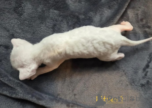Zdjęcie №4. Sprzedam devon rex w Berlingen. hodowca - cena - 4305zł