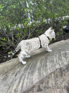 Zdjęcie №1. kot bengalski - na sprzedaż w Glasgow | 3588zł | Zapowiedź № 155417